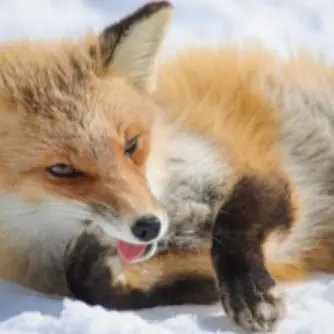 Profile image of 여우