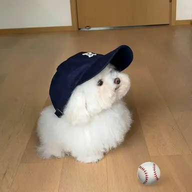 Profile image of 콩이