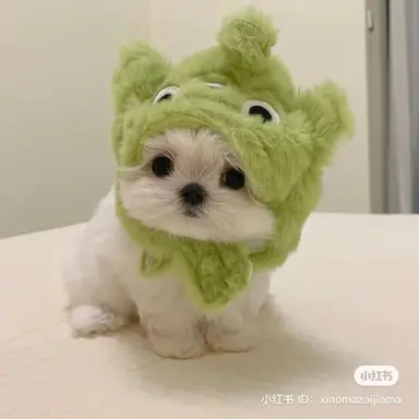 Profile image of 꼬미