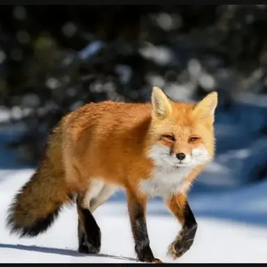 Profile image of 코히나