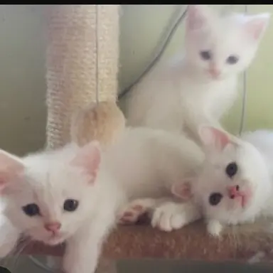 Profile image of 버려진 길냥이들