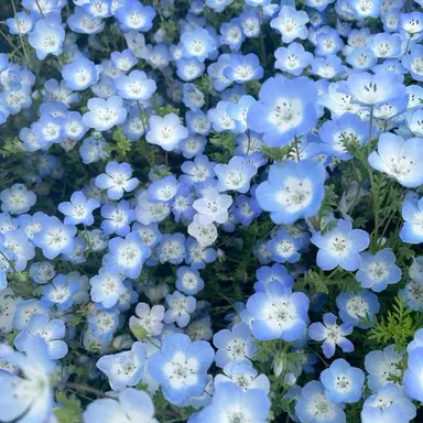 Profile image of 힘멜