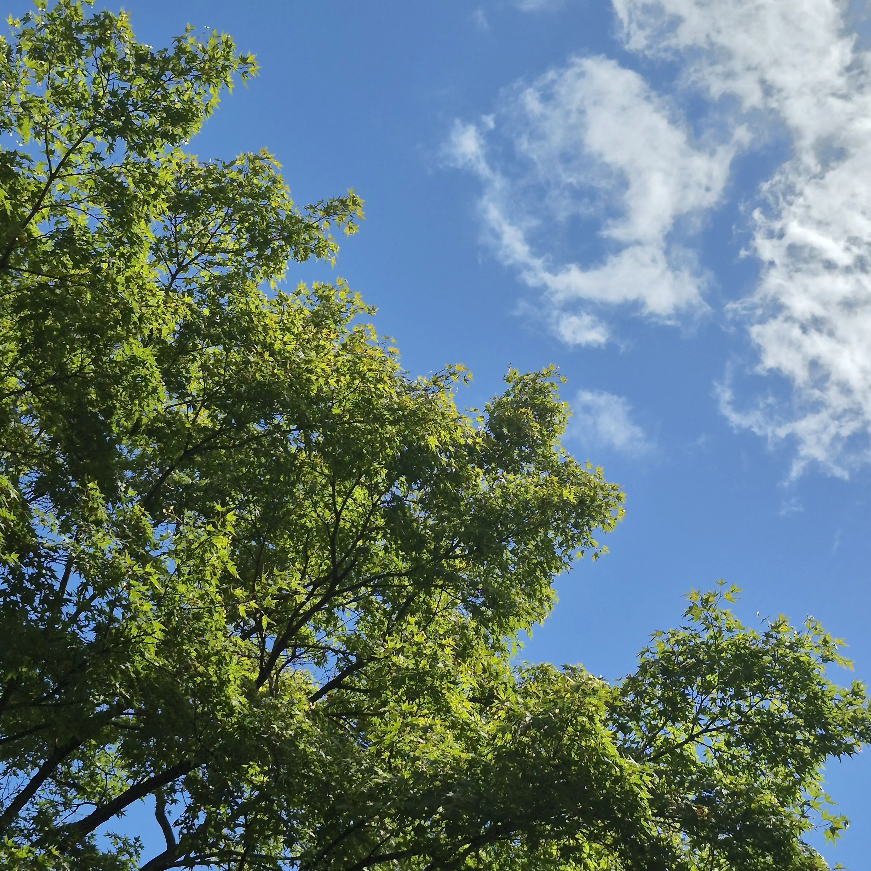 DemureIdol3444의 평학애기