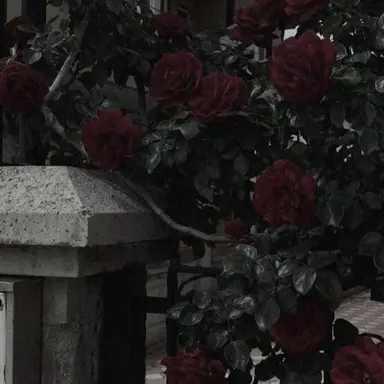 Profile image of 코요