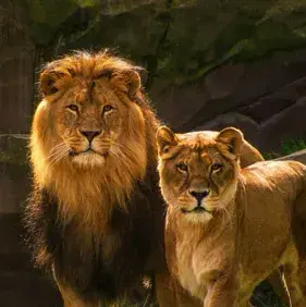 Profile image of Zola