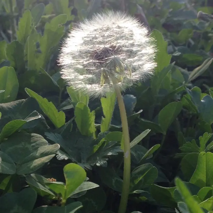 minos-prime의 Make a wish