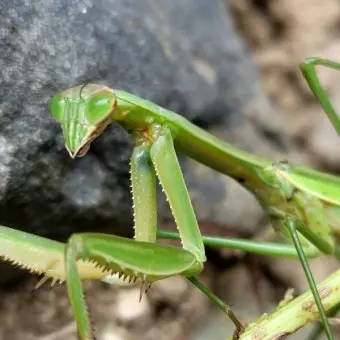 Profile image of 돼지새끼