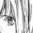 芽音