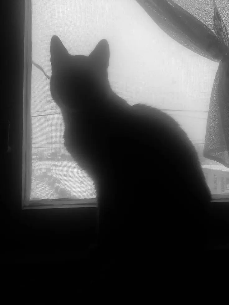 Not_my_fault의 반려묘