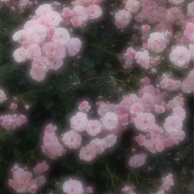 Profile image of 밥풀