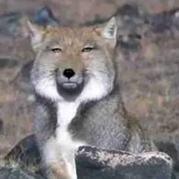 Profile image of 角名倫太郎