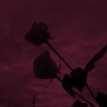 Pome_ranian의 似てない双子