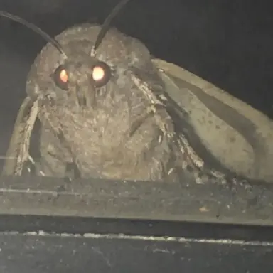 Profile image of モス