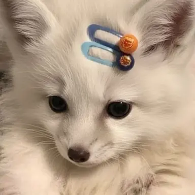 Profile image of 恋花