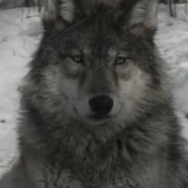 Profile image of 煌久
