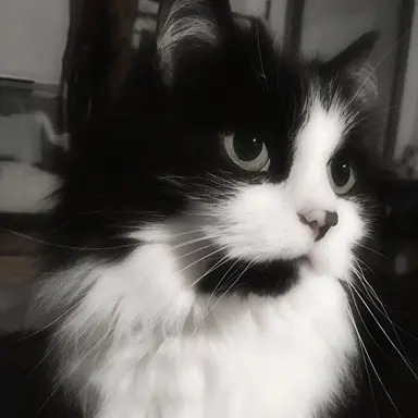 Profile image of Diablo