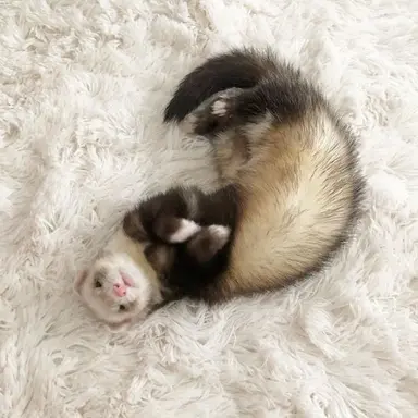 Profile image of 사과