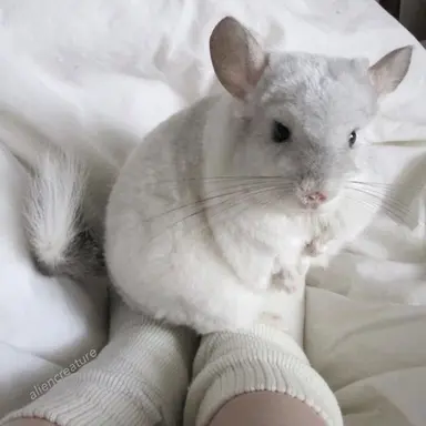 Profile image of 소다