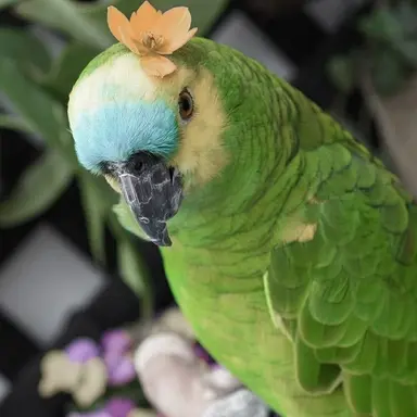 Profile image of Sweet Pea