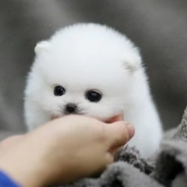 호두