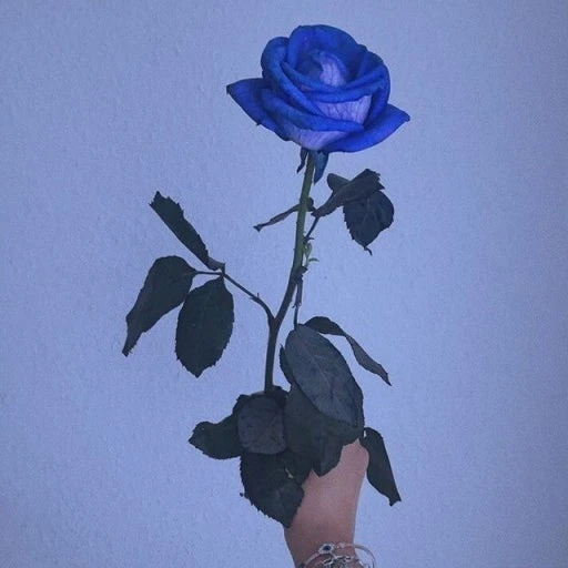 김일영
