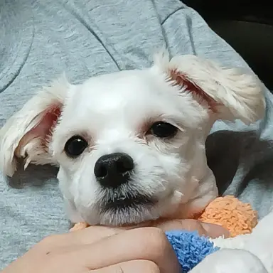 Profile image of 늑대