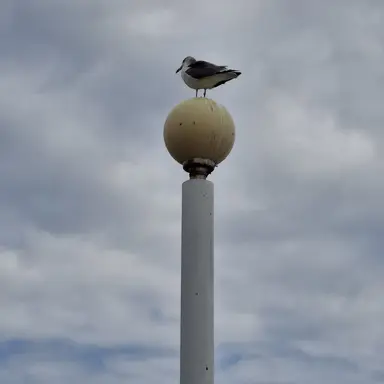 Profile image of 여우