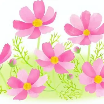 Profile image of 桜花