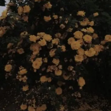 Profile image of 각별