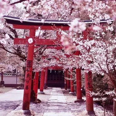 Profile image of 日本
