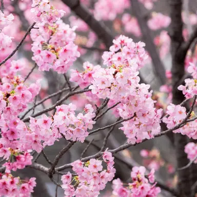 Profile image of 빅뱅