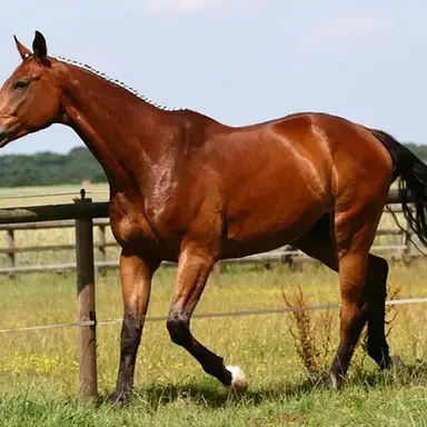 Profile image of 馬