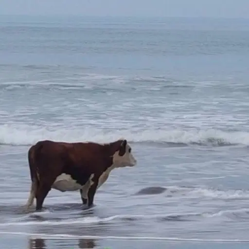 Likey의 Cow