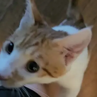 Profile image of 돌프