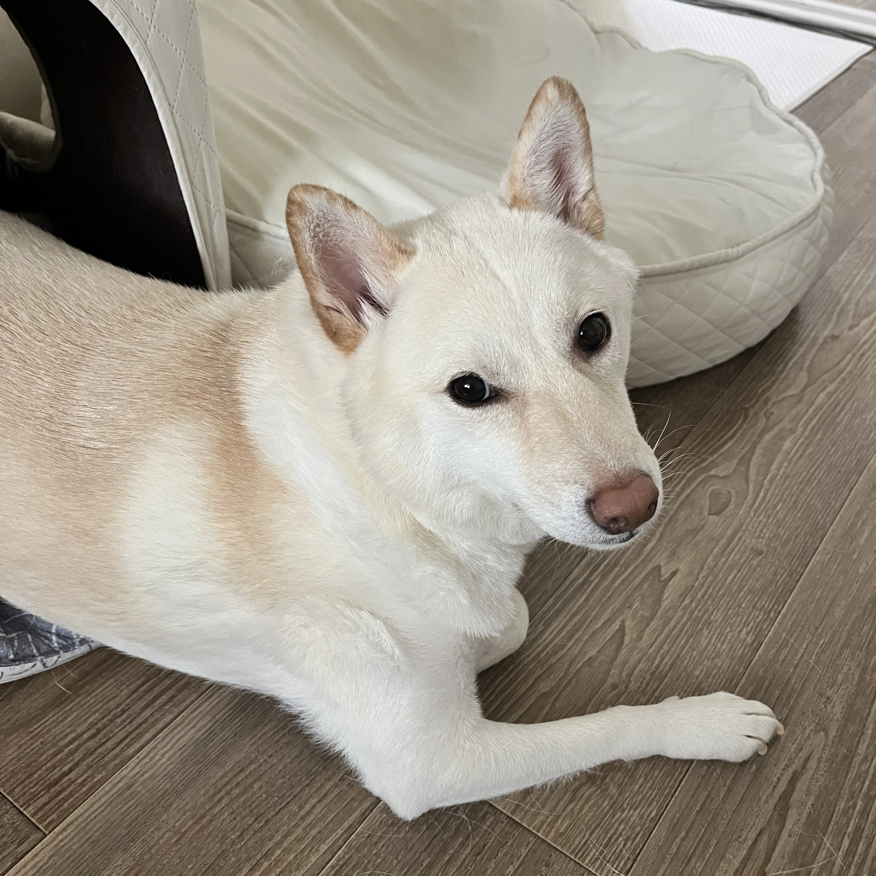 마약탐지견 이었던것