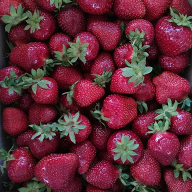 Profile image of 판나코타 푸고