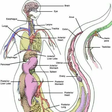 Profile image of Lina