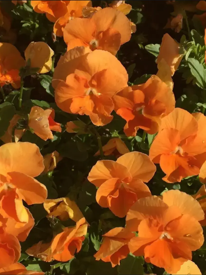 FloralVirus4144의 “난 너희를 믿었는데..”