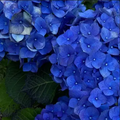 Profile image of 행크