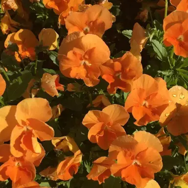 Profile image of 코마