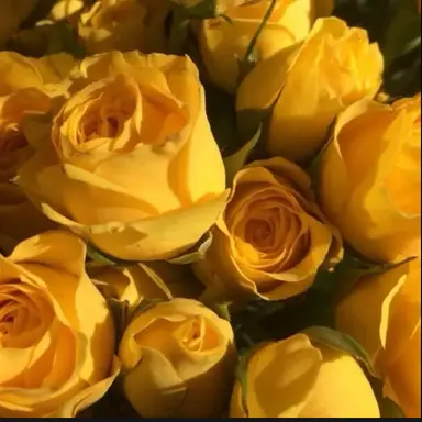 Profile image of 쪼만