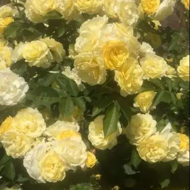 Profile image of 티푸