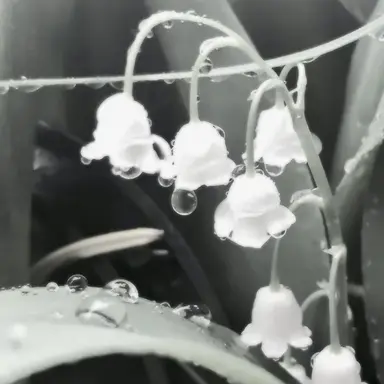 Profile image of 시미베