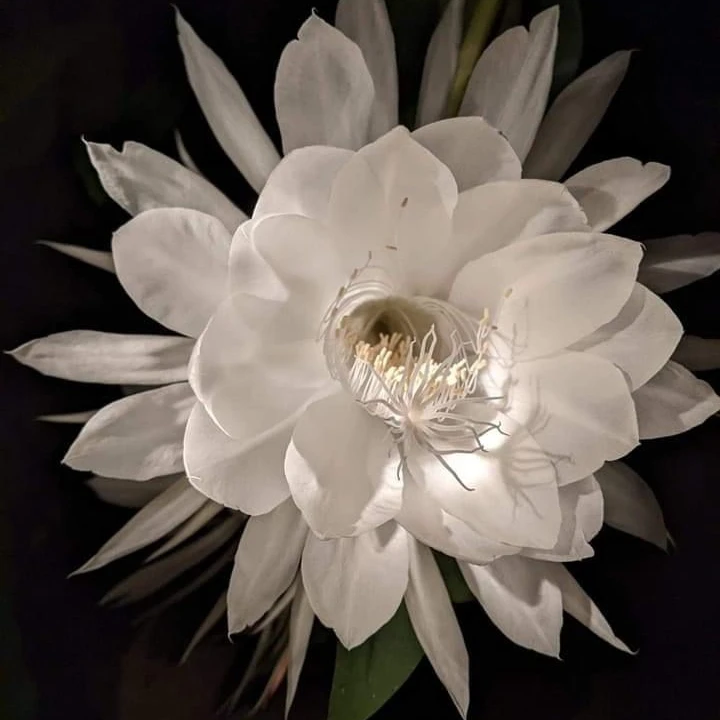 백해별