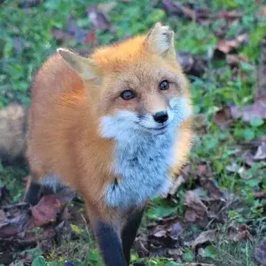 Profile image of 츠미토 사쿠레