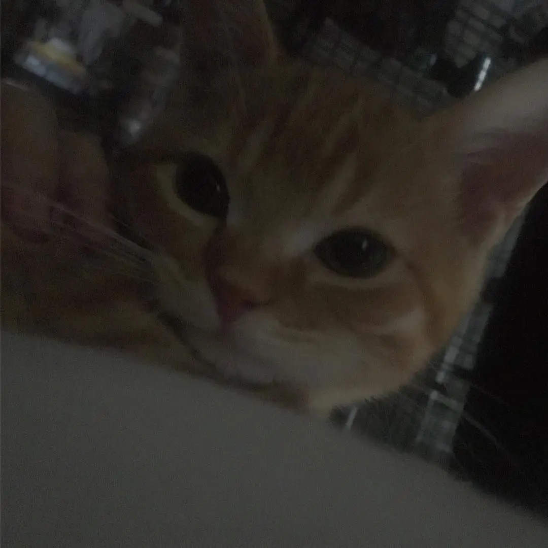boy400years의 うちで飼ってる茶トラ猫は家政婦でした。