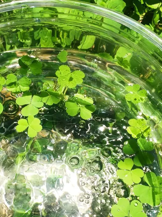 Kairaa__san의 ヴァンパイア。