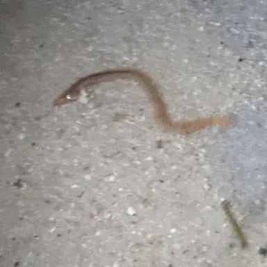 Profile image of 여우주