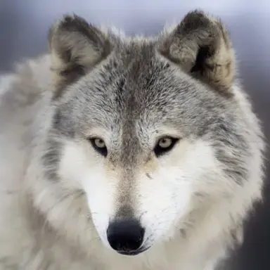 Profile image of 늑대