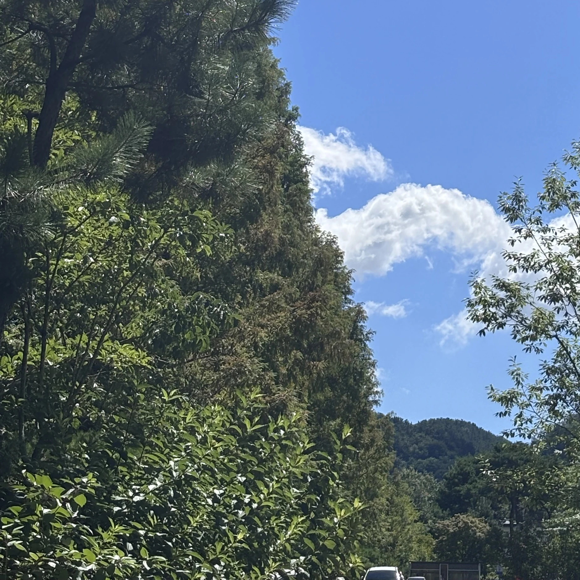 코요 템페스트